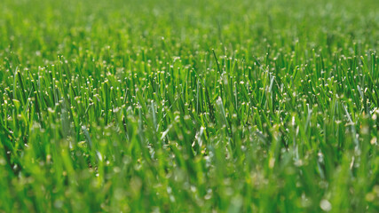 Close up green grass, natural greenery background texture of lawn garden. Ideal concept used for making green flooring, lawn for training football pitch, Grass Golf Courses, green lawn pattern.