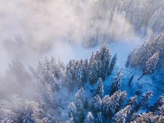 fog in winter forest, cold weather