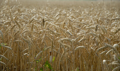 wheat field in summer