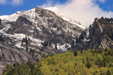 Zwei Jahreszeiten übereinander; Schneebedecktes Brienzer Rothorn, darunter zartgrüner Bergwald im Mai 2021