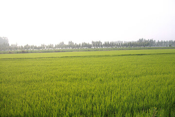 country natural environment grass outdoor green field background landscape nature