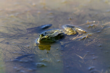 Grenouille verte Pelophylax cf. esculentus / ridibundus en gros plan