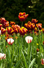 Schönheit der Tulpen