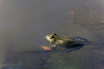 Grenouille verte Pelophylax cf. esculentus / ridibundus en gros plan