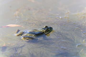 Grenouille verte Pelophylax cf. esculentus / ridibundus en gros plan