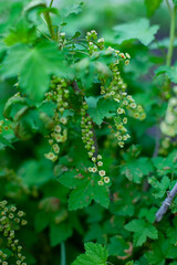 large vertical photo. spring time. eco. growing natural and healthy products. black smotrodina. flowering currant bush. leaves and small green fruit berries.