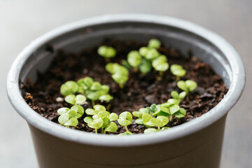 Basil seedlings