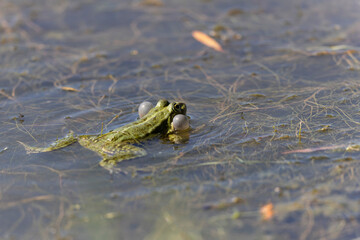 Grenouille verte Pelophylax cf. esculentus / ridibundus en gros plan