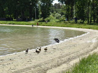 duck chases crow from ducklings on a city lake