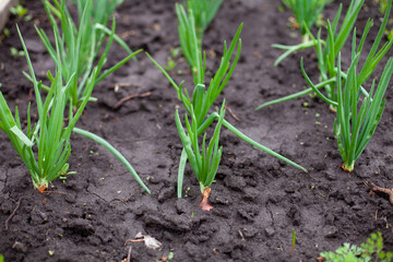 large horizontal photo. summer time. eco. growing natural and healthy products. green onions in the garden. even rows of onions in the ground.
