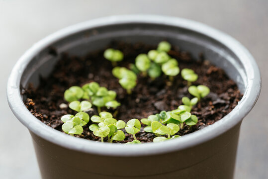 Basil seedlings