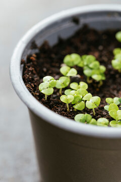 Basil seedlings