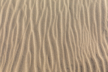 Rippled sand dune