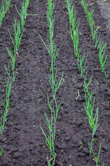 large vertical photo. summer time. field of green onions planted in even rows at the beginning of growth. growing organic products. eco. healthly food.