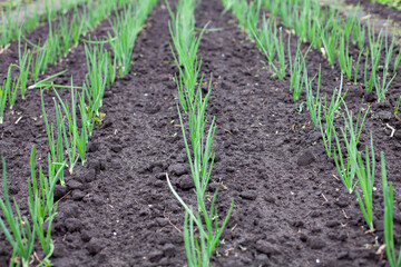 large horizontal photo. summer time. a field of green onions planted in even rows. growing organic products. eco. healthly food.