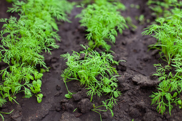 large horizontal photo. summer time. eco. dill bed. bunches of dill in clean ground. vitamins and minerals. natural and healthy products for salad.