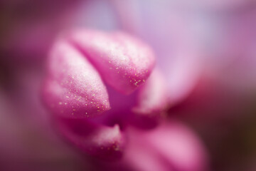 Obraz premium Extreme close up image of lilac blossom