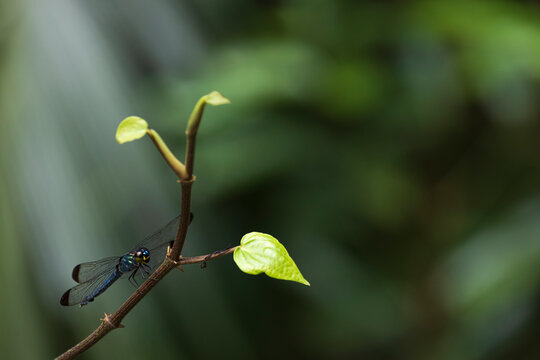 Dragon fly on a branch