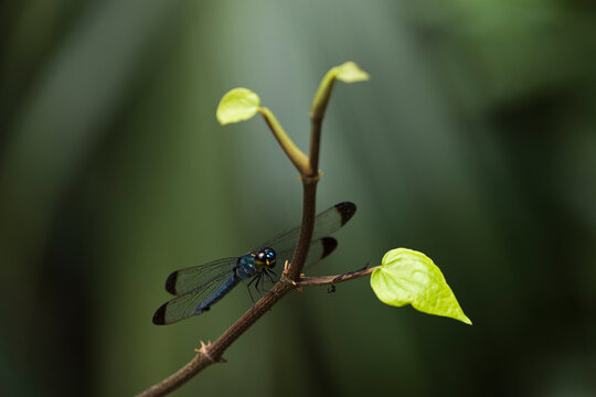 Dragon fly on a branch in Singapores Nature Park