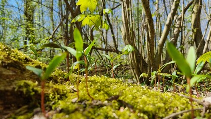 green moss on the ground