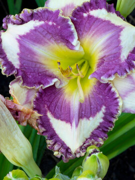Macro of a daylily day lily in bloom, vertical