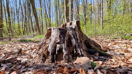 stump in the forest