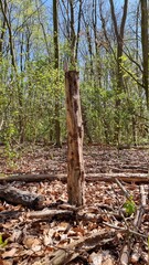 stump in the forest