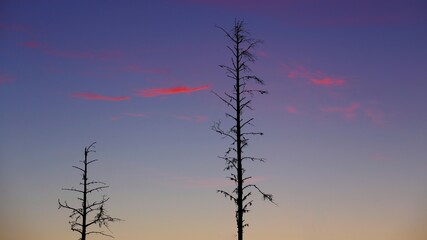 Two tree silhouettes in front of evening sky