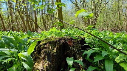 grass in the forest
