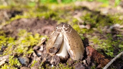 mushroom on a tree