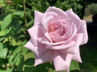 Beautiful flower pink rose like meringue 