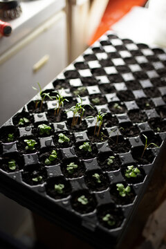 Seedlings Being Planted For Gardening In Small Plastic Containers In A Repurposed Garage