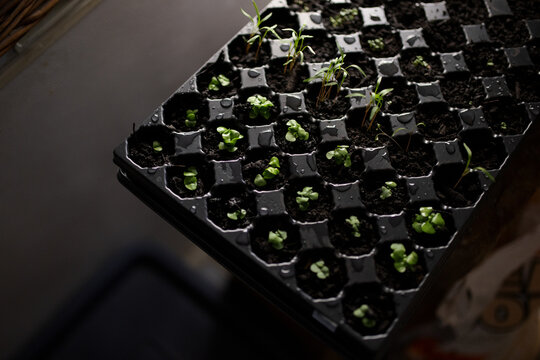 Seedlings Being Planted For Gardening In Small Plastic Containers In A Repurposed Garage