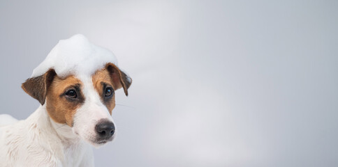 Funny dog jack russell terrier with foam on his head on a white background. Copy space. Widescreen.