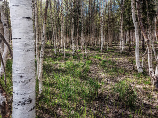 Obraz premium Looking into a dense birch forest in spring