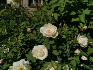 white roses in a garden
