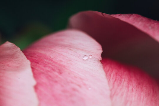 macro image of two tiny droplets on a peony petal