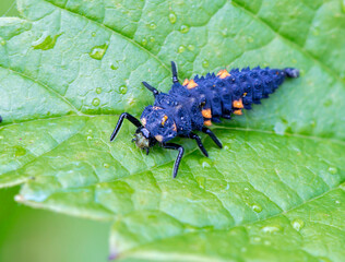 The larva of the seven-point Ladybug beetle.
The larva is bluish-gray in color with yellow or orange spots. It grows up to 4-8 mm in length, depending on the abundance of prey — aphids. 