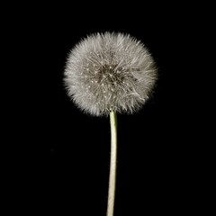 beautiful plant on a black background