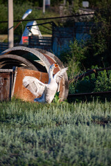 Photo a goose running on the grass in the village