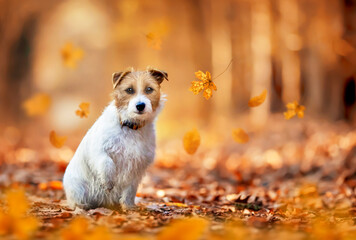 Cute happy funny thanksgiving pet dog puppy sitting in the leaves. Orange golden autumn fall background.
