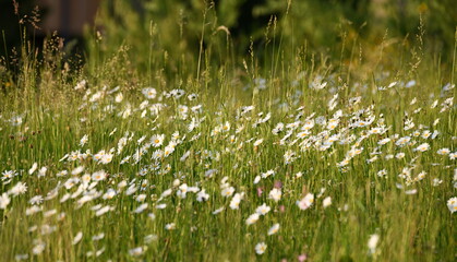 Obraz premium camomille