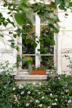 Fototapeta window with flowers