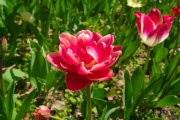 Obraz premium Tulip flowers or flowering tulipa with bokeh