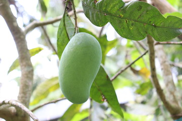 green raw mango on tree in the firm