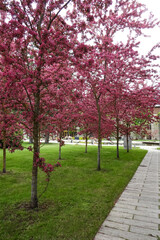Blooming cherry trees alley with green grass ground and paving walkway on the side in springtime. Ulemiste city, Tallinn, Estonia