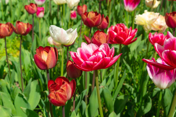 Tulip flowers or flowering tulipa with bokeh