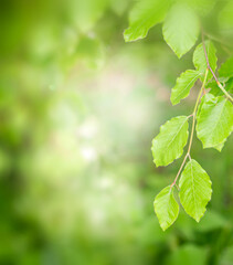 Fototapeta na wymiar Springtime green leaf background.