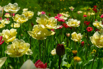 Tulip flowers or flowering tulipa with bokeh