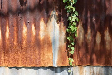 Picture of old galvanized sheet The condition is not complete and rust is present.